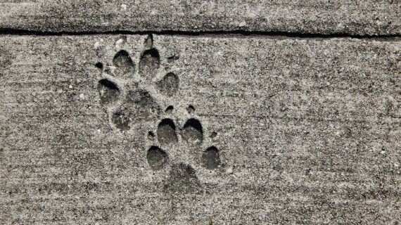 En EXTENSIONmania somos Pet Friendly: tu estilo, tu mascota y tú 